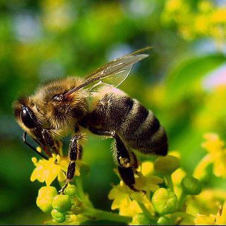 Honey Bee Wildflower Mixture